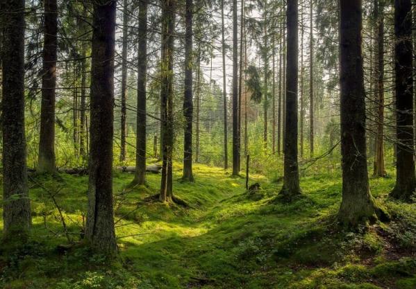 Are Wood Burners Bad For The Environment?
