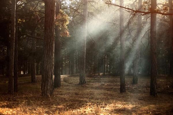 Mendip Stoves Announces Support for The Woodland Trust