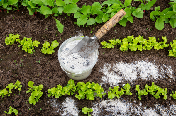 How to Use Wood Burner Ash in Your Garden