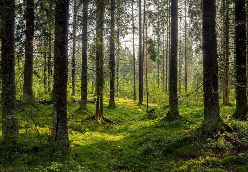 Are Wood Burners Bad For The Environment?